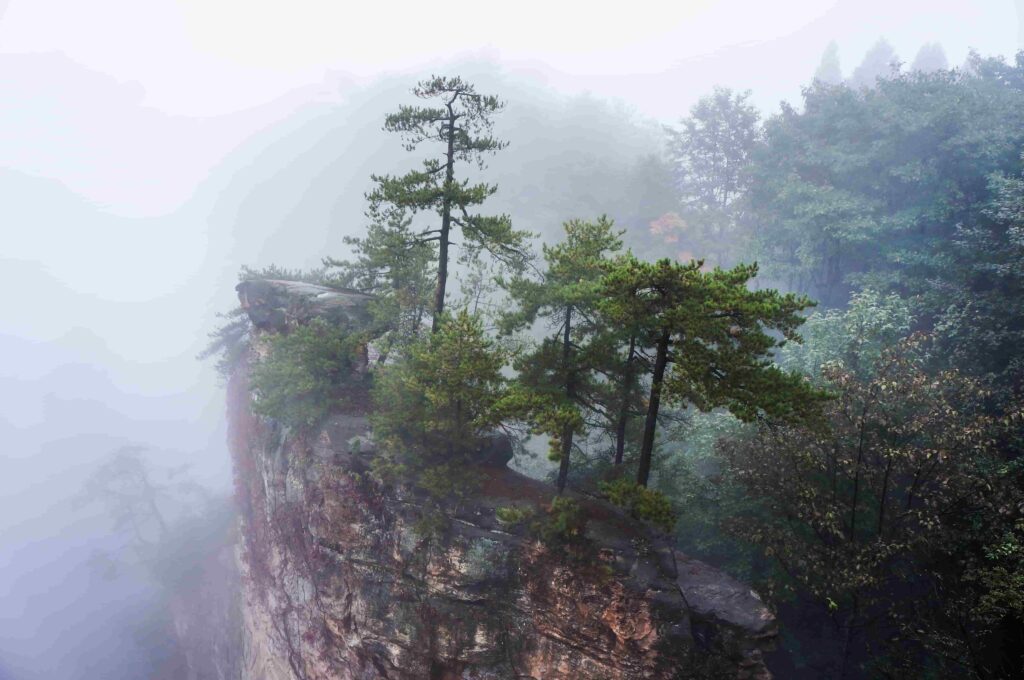 Pine trees growing on a foggy cliff edge in Zhangjiajie National Forest Park Hunan Province China  Zhangjiajie National Forest Park