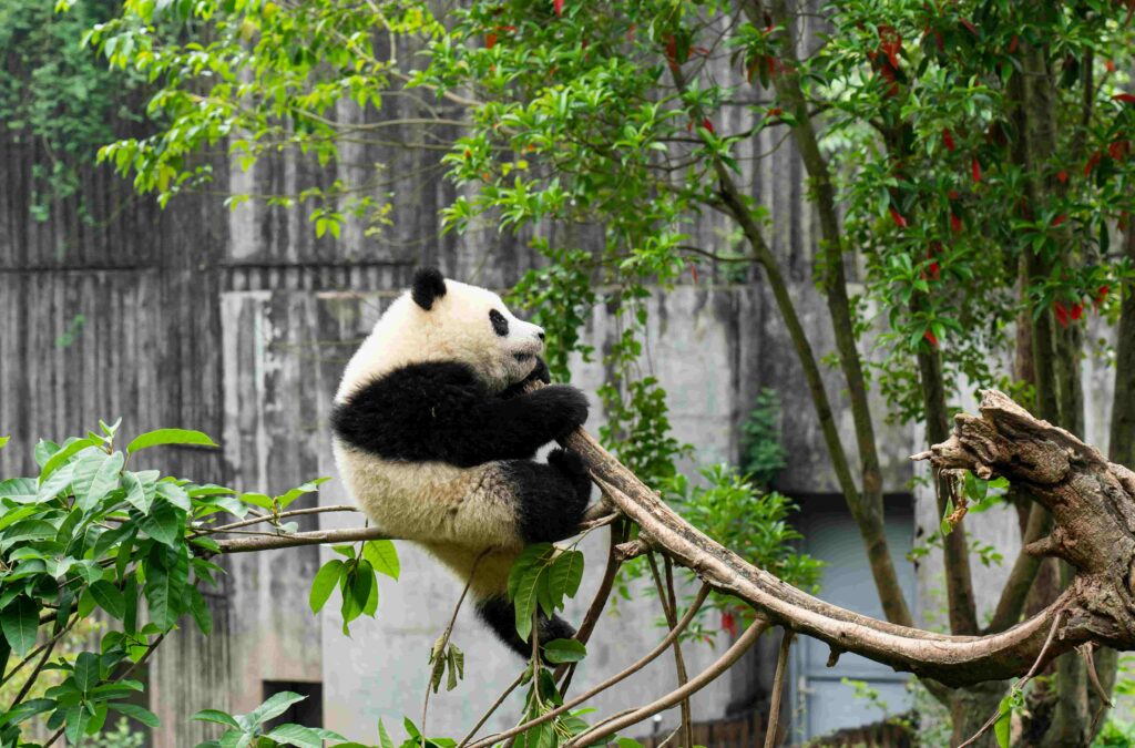 Giant panda climbing a tree branch at Chengdu Panda Base