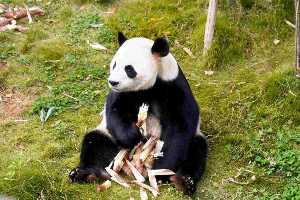 Giant panda eating bamboo at Chengdu Panda Base, Sichuan