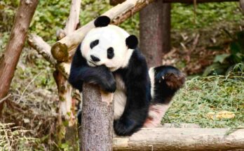 Giant panda resting on a wooden log at Chengdu Panda Base, China