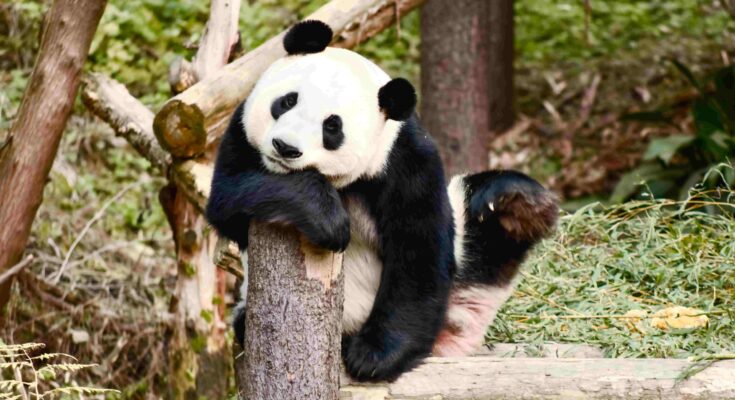 Giant panda resting on a wooden log at Chengdu Panda Base, China